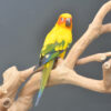 Sun Conures - Image 3