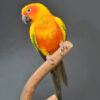 Sun Conures - Image 2