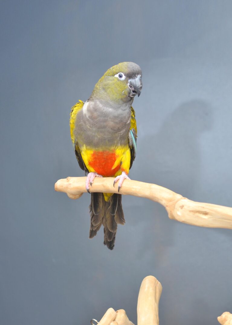 Patagonian Conure Birds4U