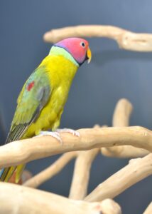 plum-headed parakeet/ exotic bird/ birds4u