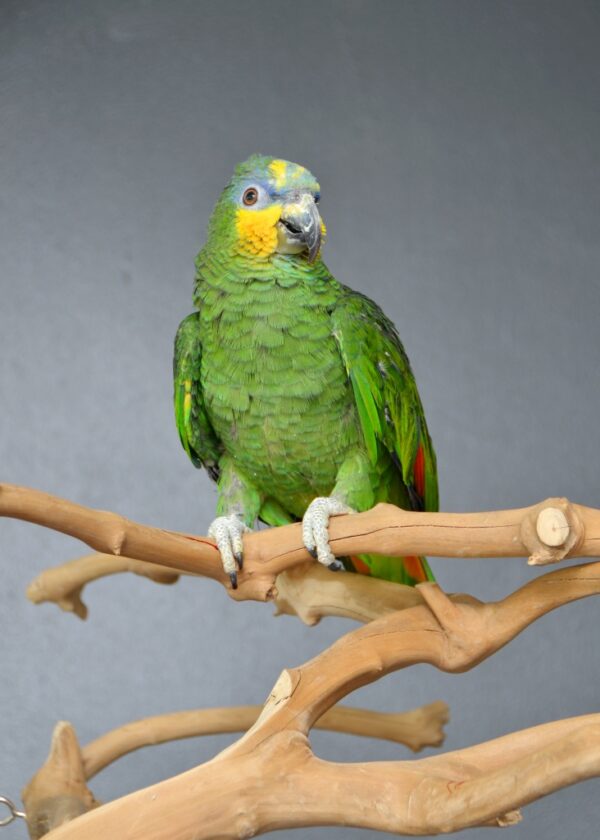  Orange-Winged Amazon Parrot: 鳥の種類のプロフィール
