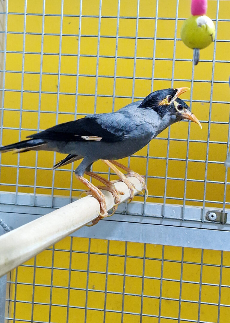 Mynah Bird